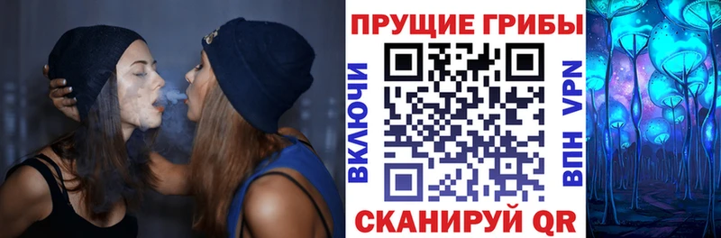 Купить  Кола  Псилоцибиновые грибы мицелий 